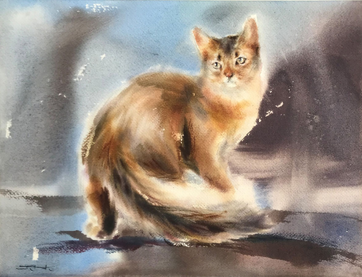 Somali cat